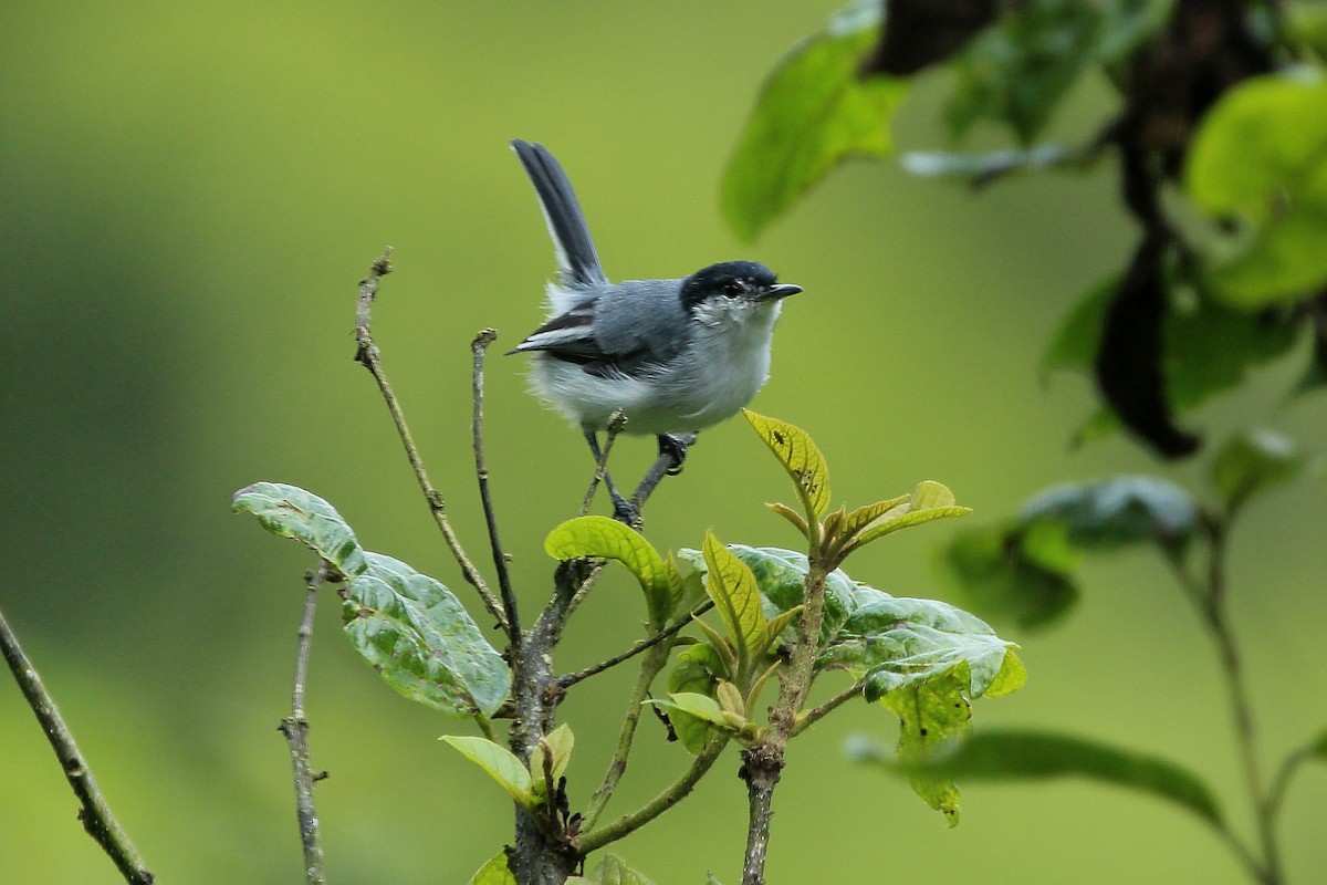 White-browed Gnatcatcher - ML620620683