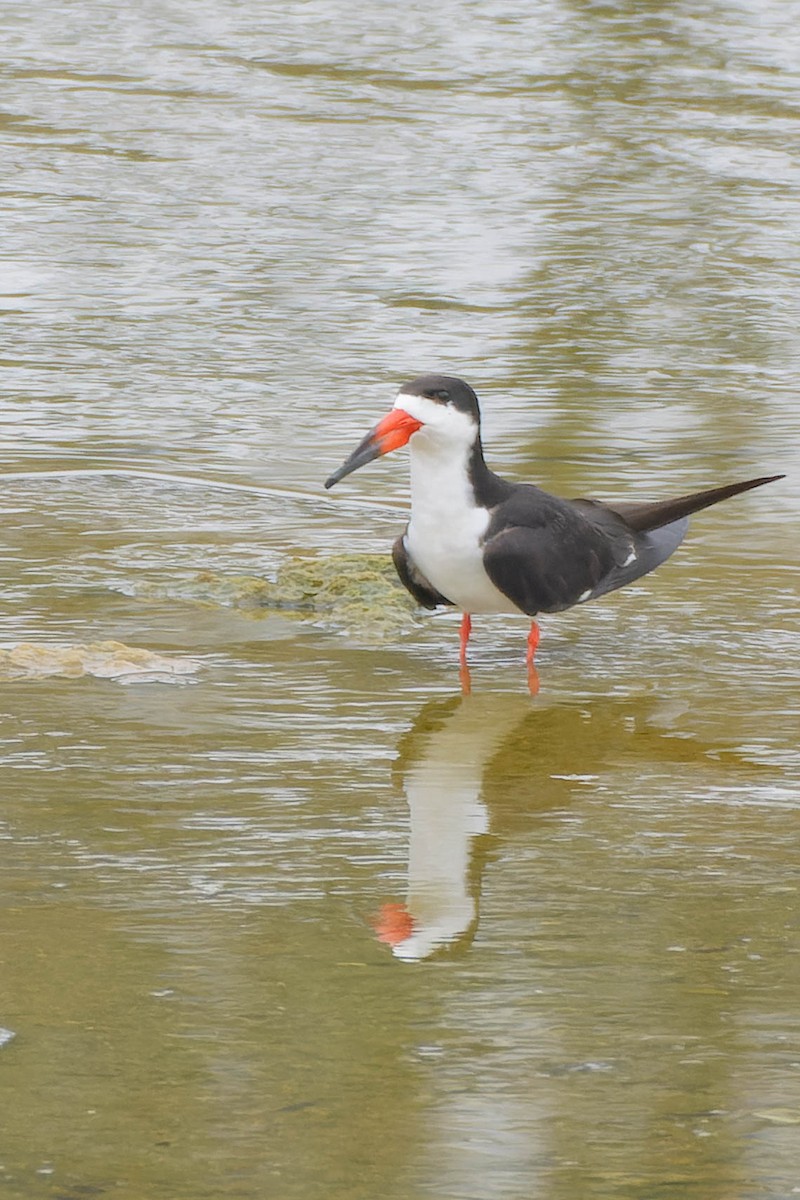 Black Skimmer - ML620620684