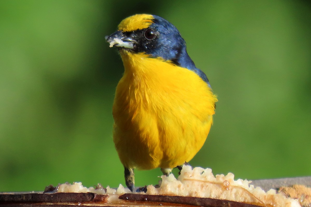 Thick-billed Euphonia - ML620620689