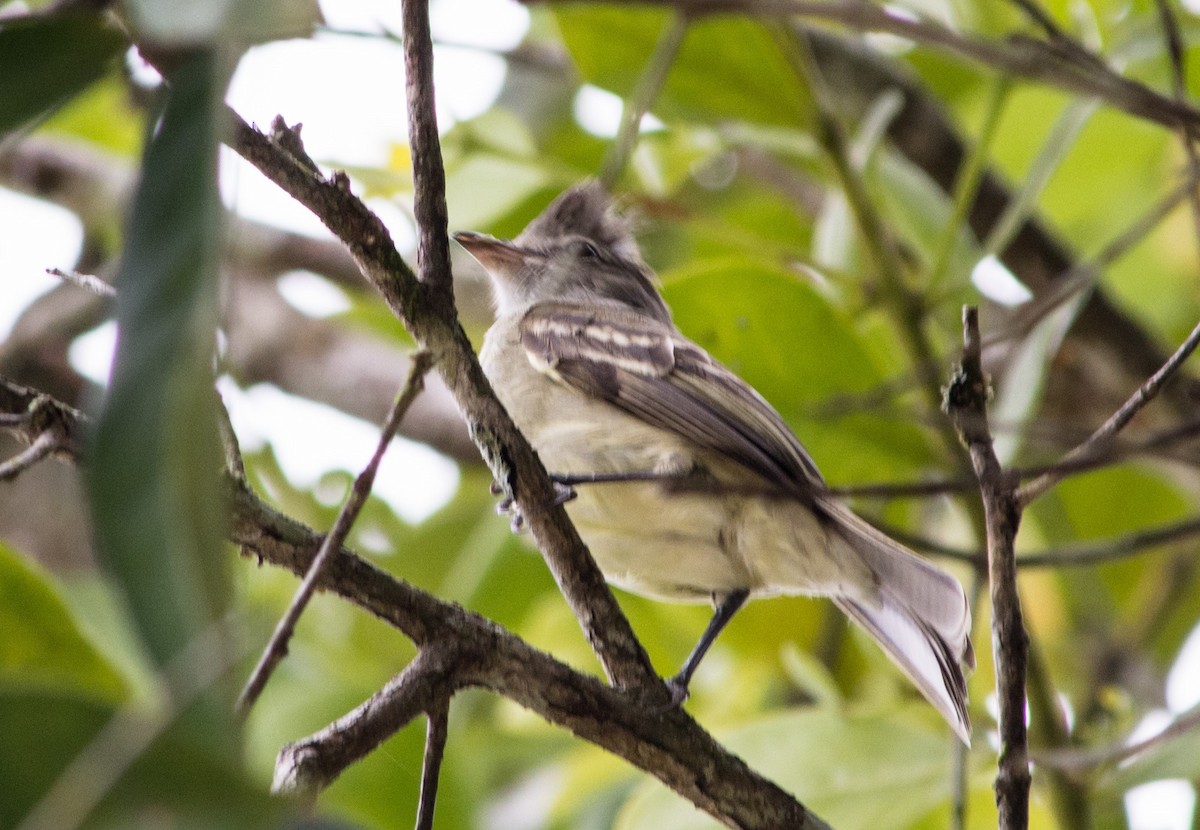 Yellow-bellied Elaenia - ML620620690