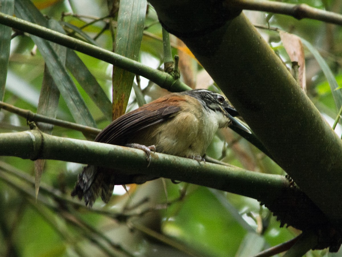 Moustached Wren - ML620620703