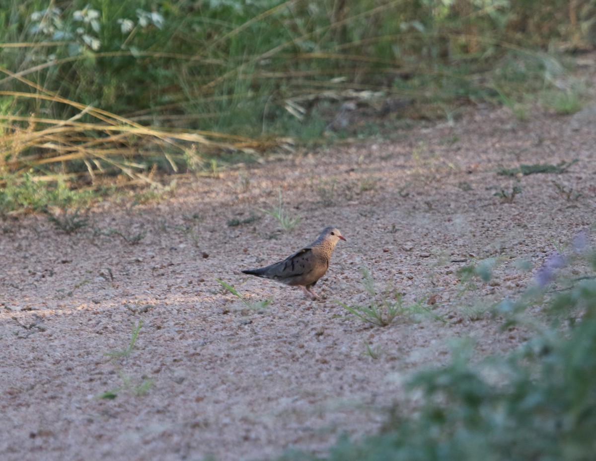 Common Ground Dove - ML620620705