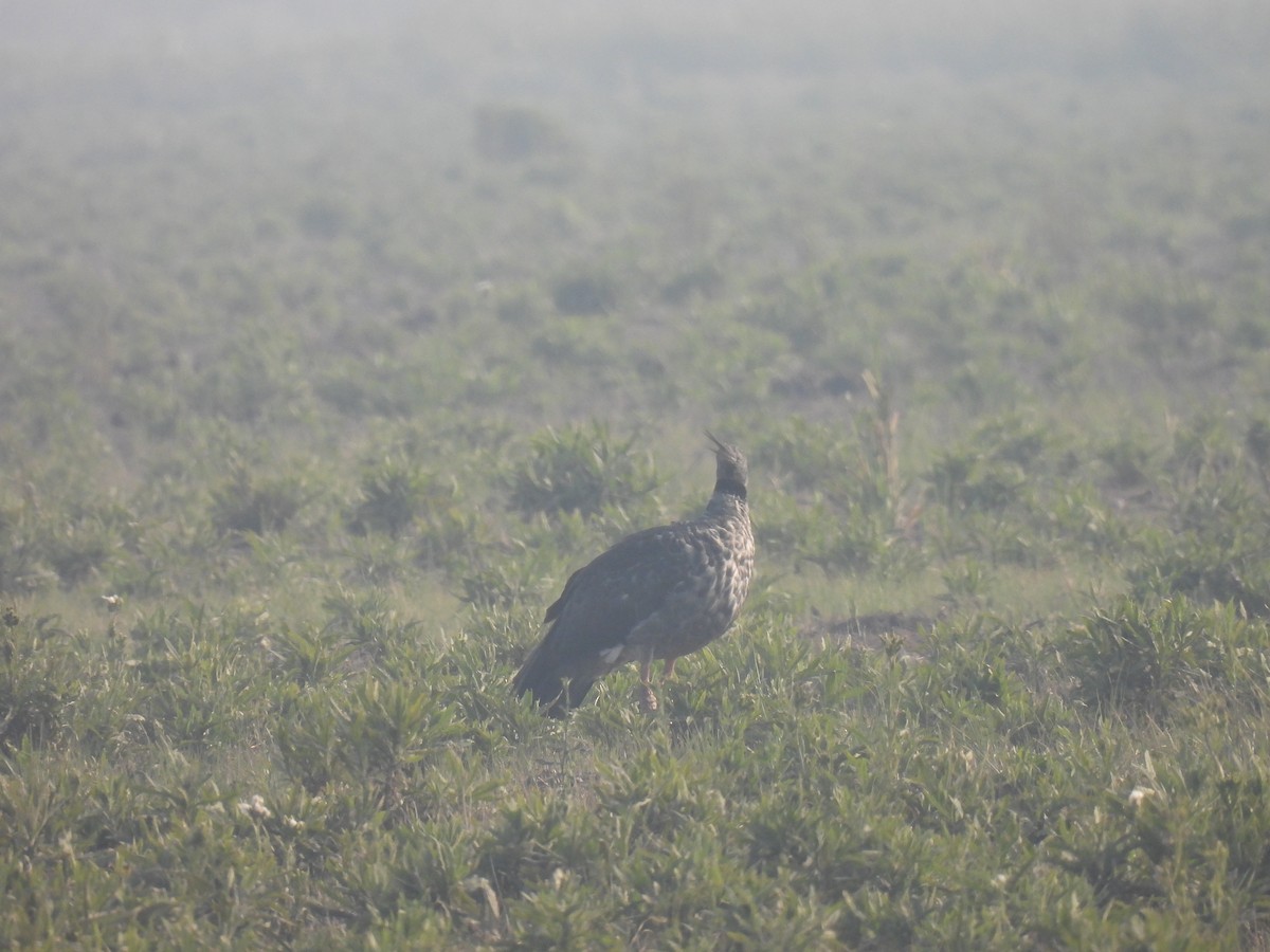 Southern Screamer - ML620620707