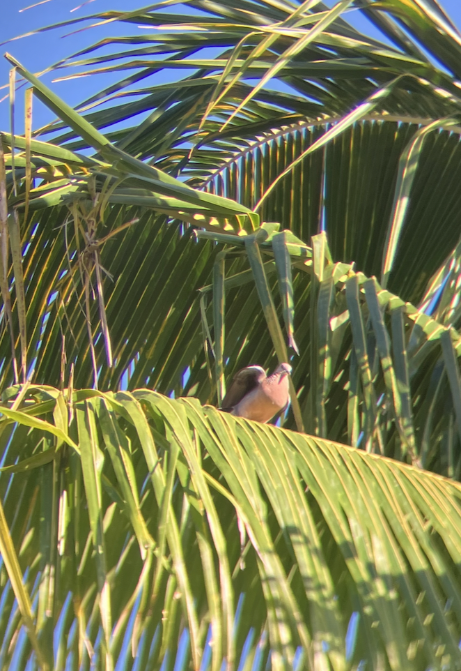 Spotted Dove - ML620620711