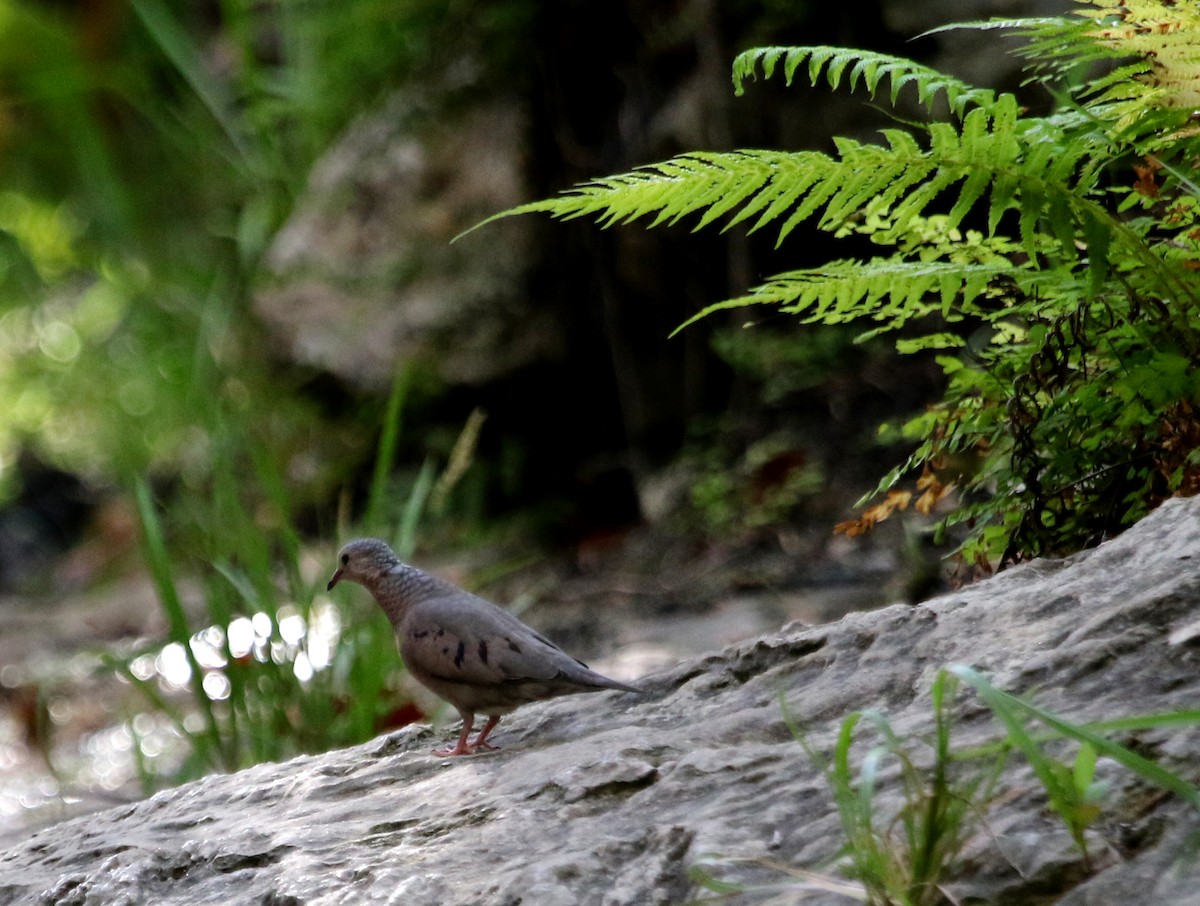 Common Ground Dove - ML620620712