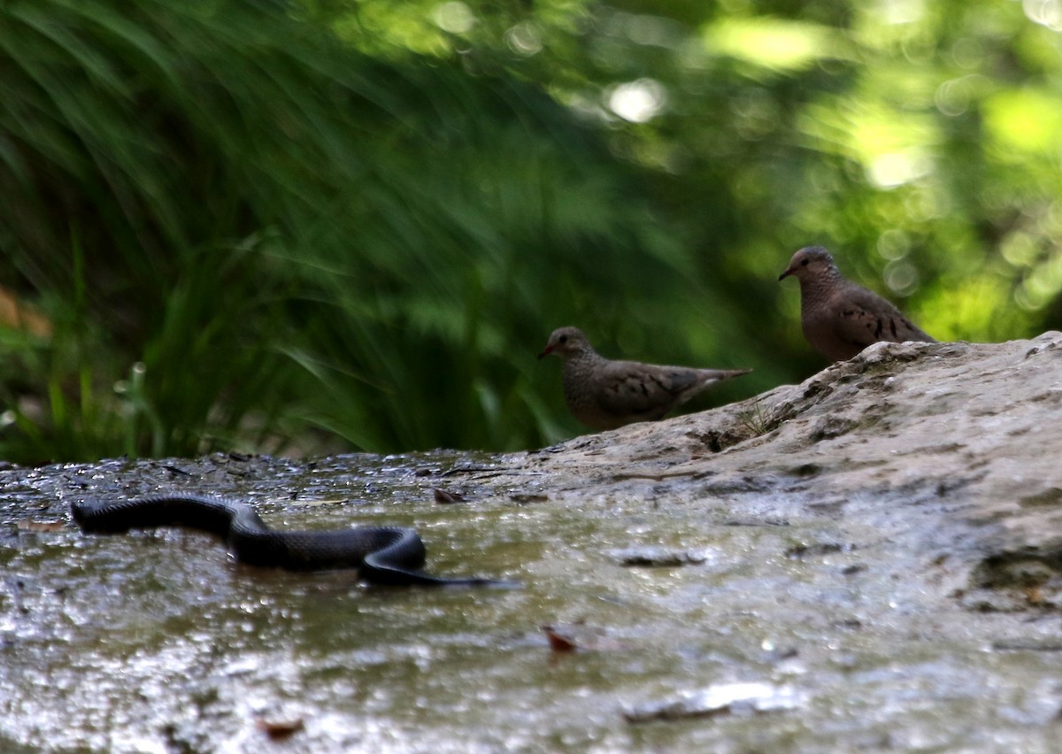 Common Ground Dove - ML620620716