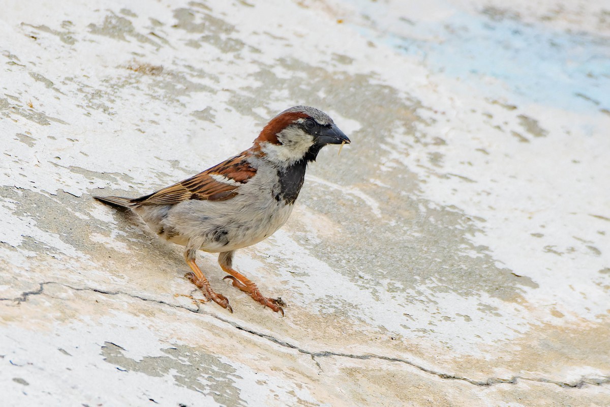 House Sparrow - ML620620718