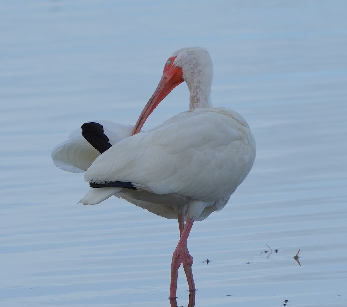 ibis bílý - ML620620729