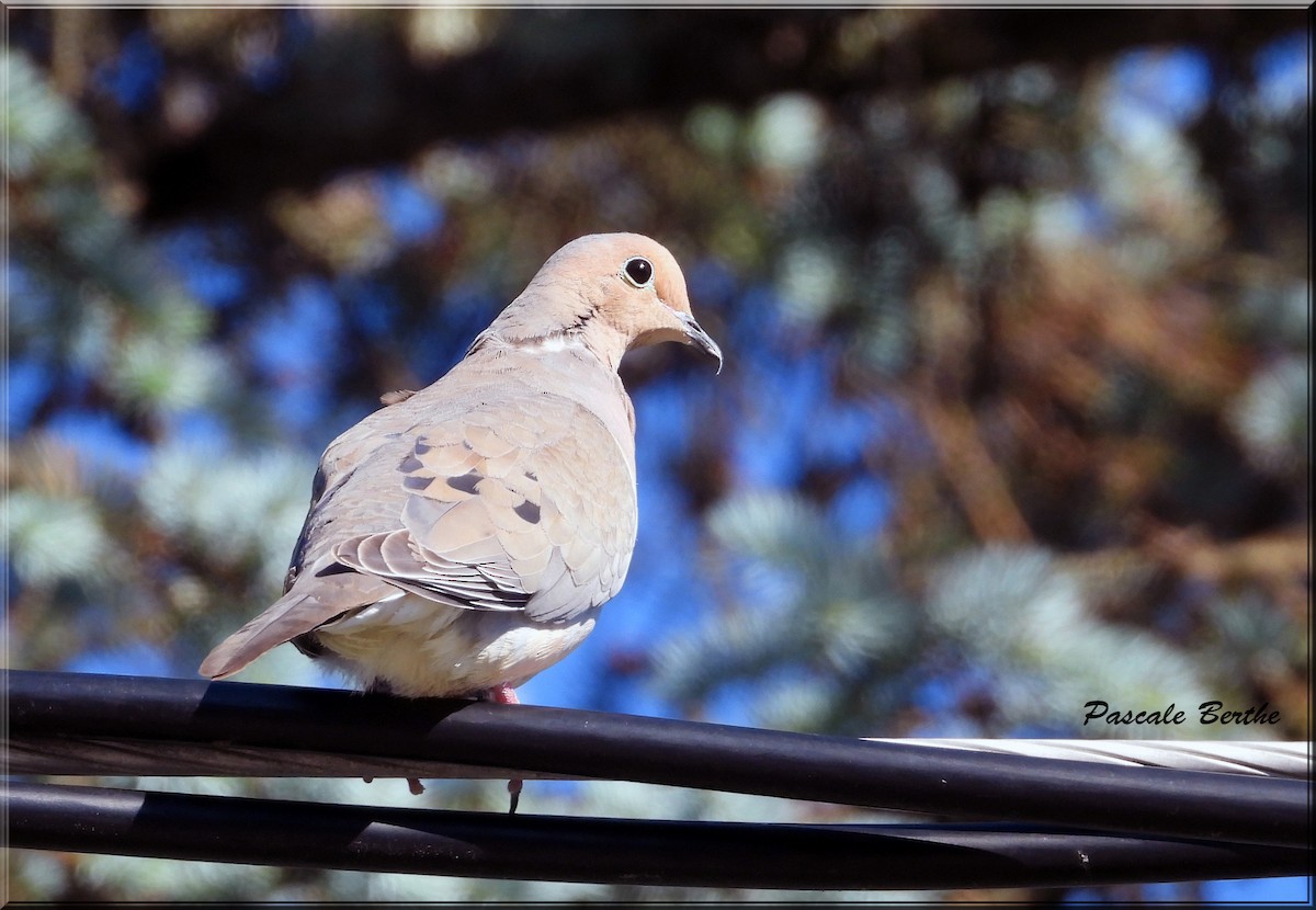 Mourning Dove - ML620620730