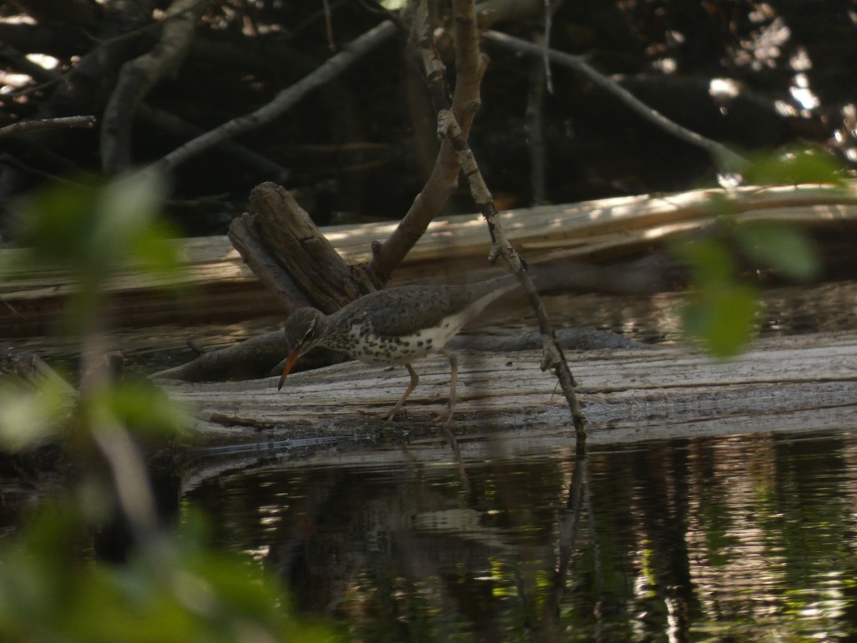 Spotted Sandpiper - ML620620731