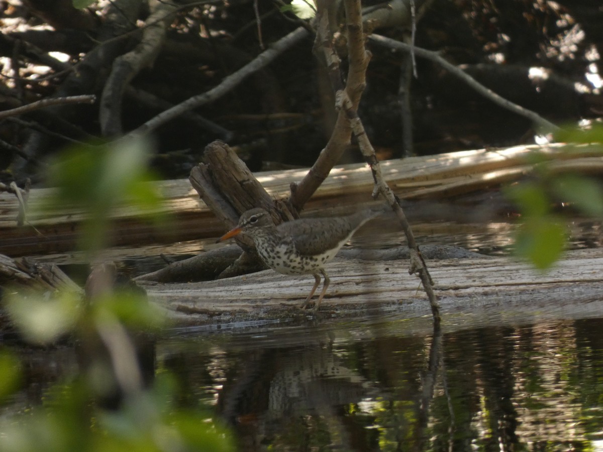 Spotted Sandpiper - ML620620732