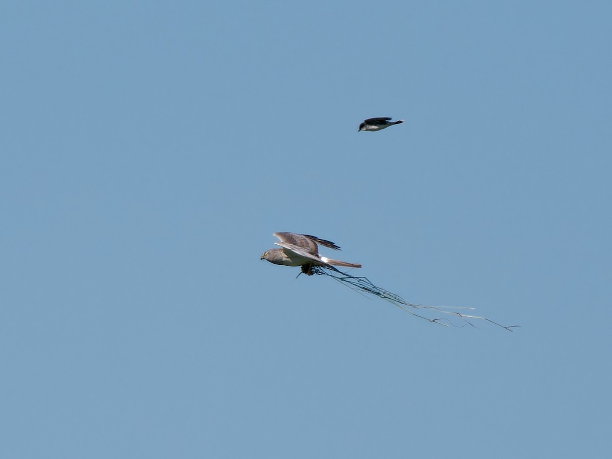 Northern Harrier - ML620620738