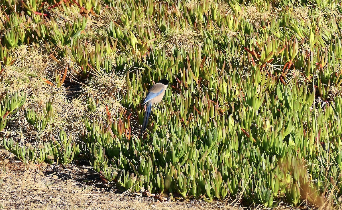 Iberian Magpie - ML620620739