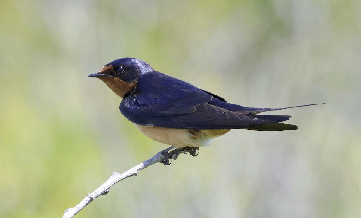 Golondrina Común - ML620620740