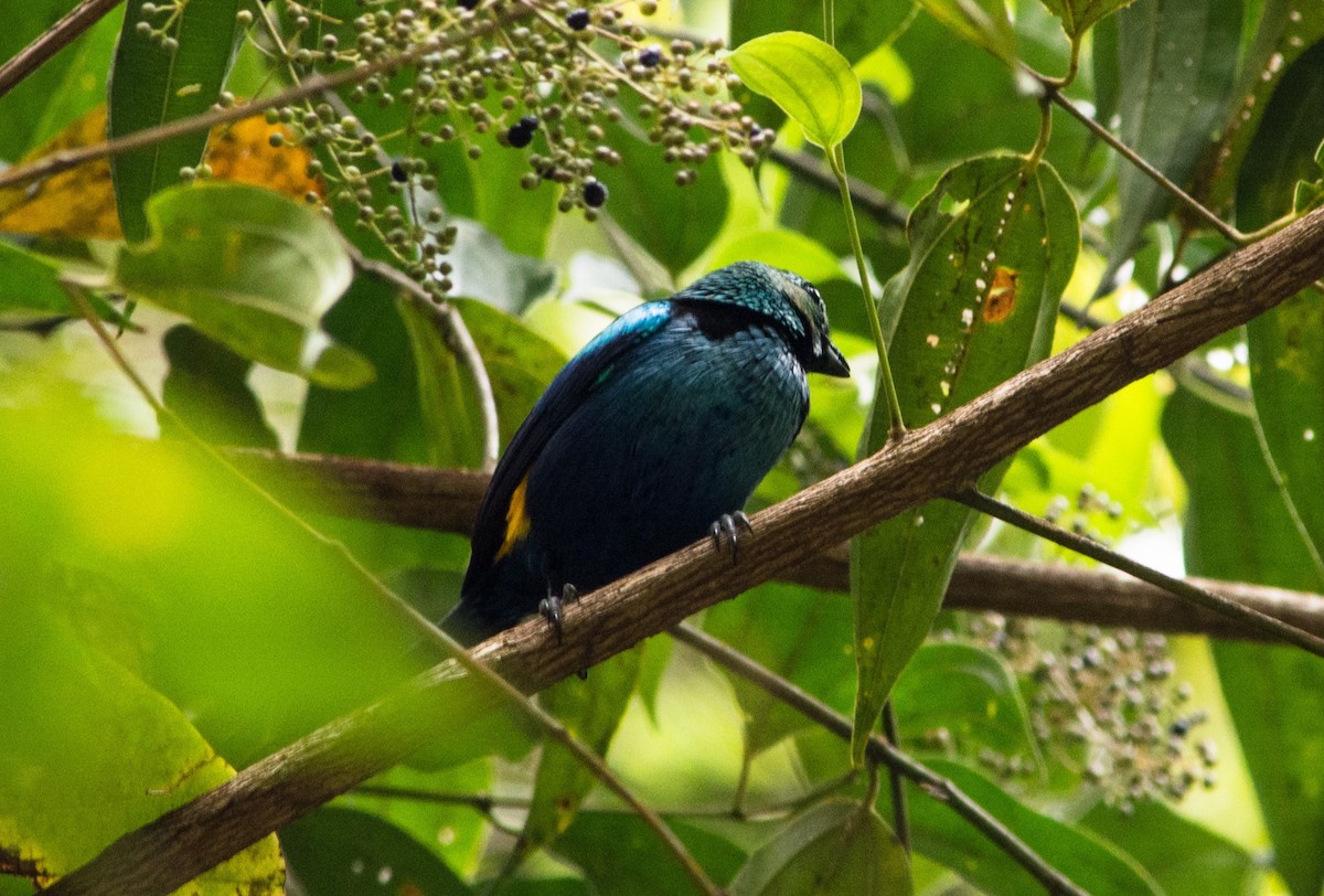 Seven-colored Tanager - ML620620742