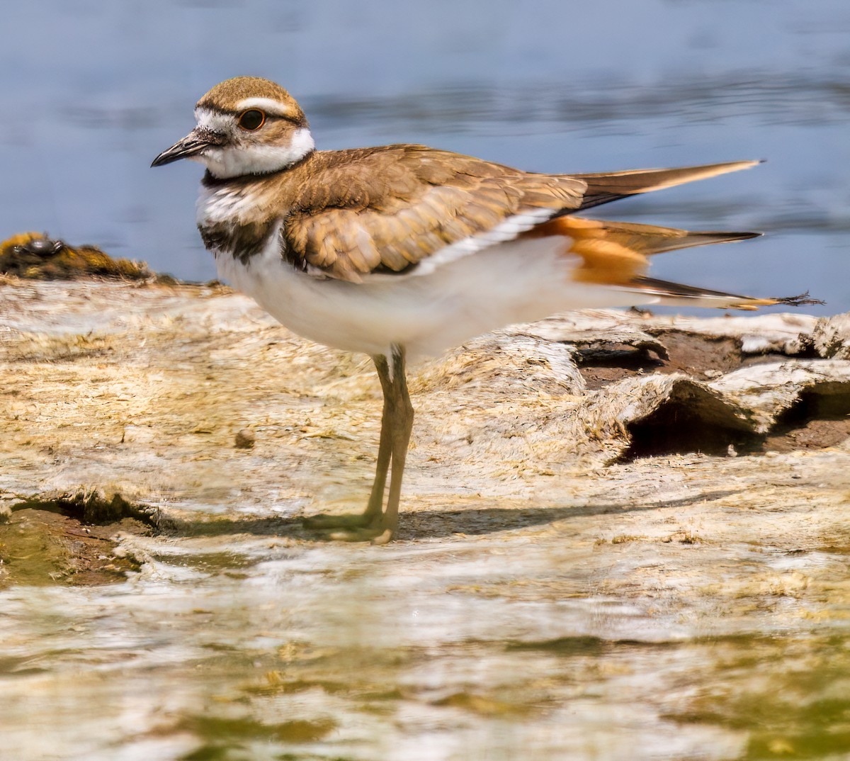 Killdeer - Debbie Lombardo