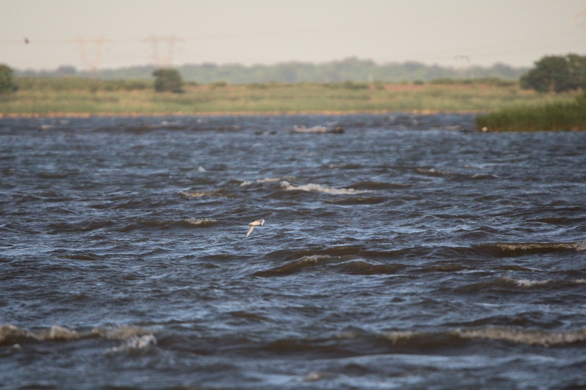 Bonaparte's Gull - ML620620747