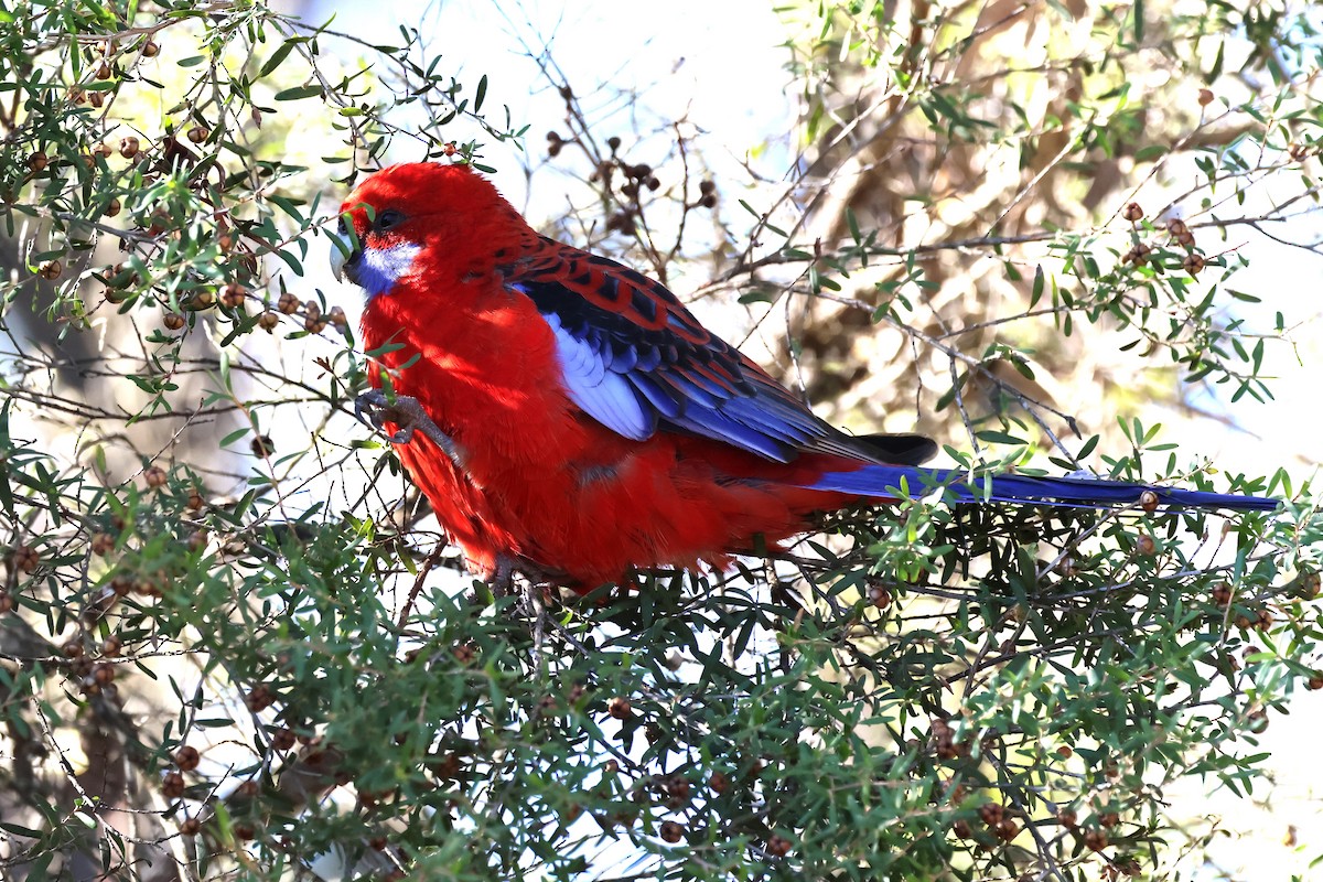 Crimson Rosella - Mark and Angela McCaffrey