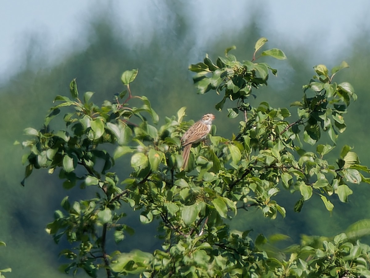 Clay-colored Sparrow - ML620620757