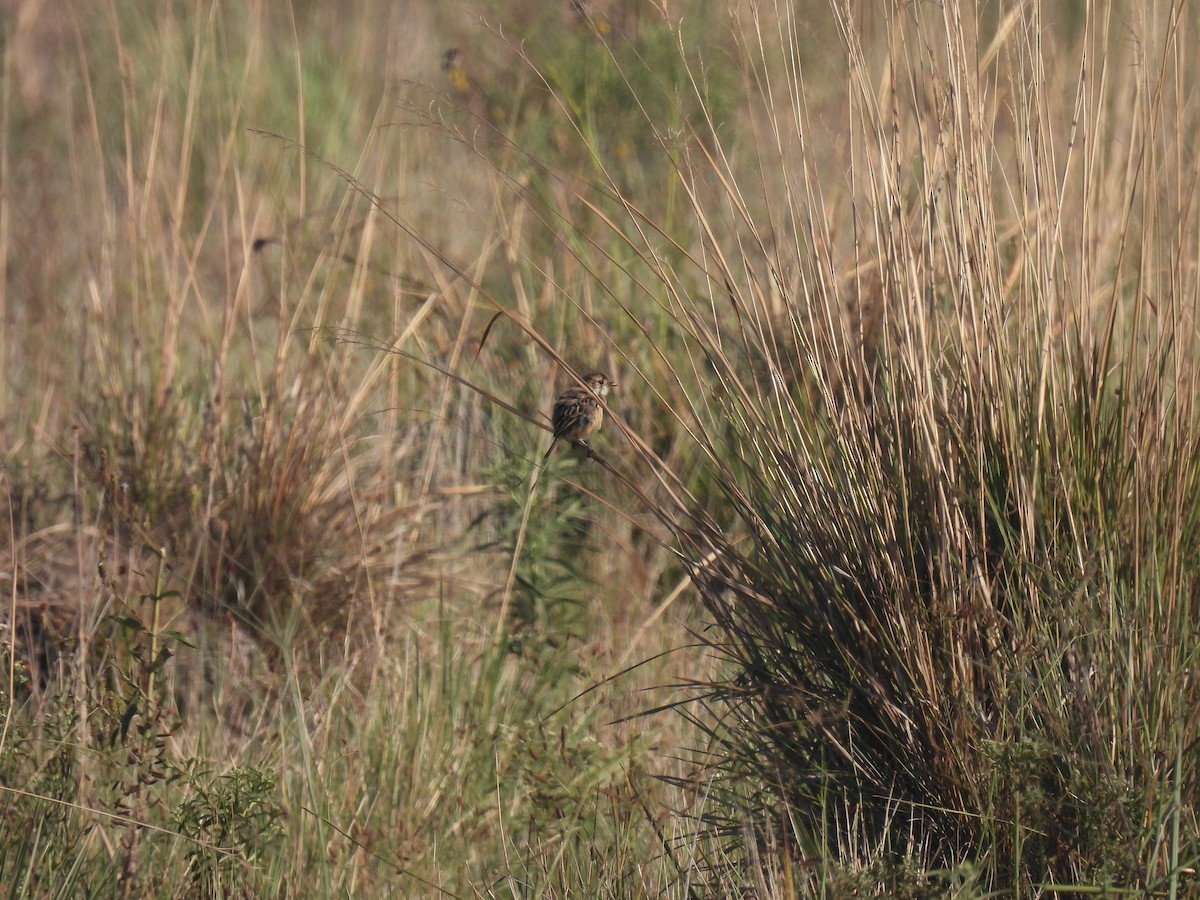 Strange-tailed Tyrant - ML620620760