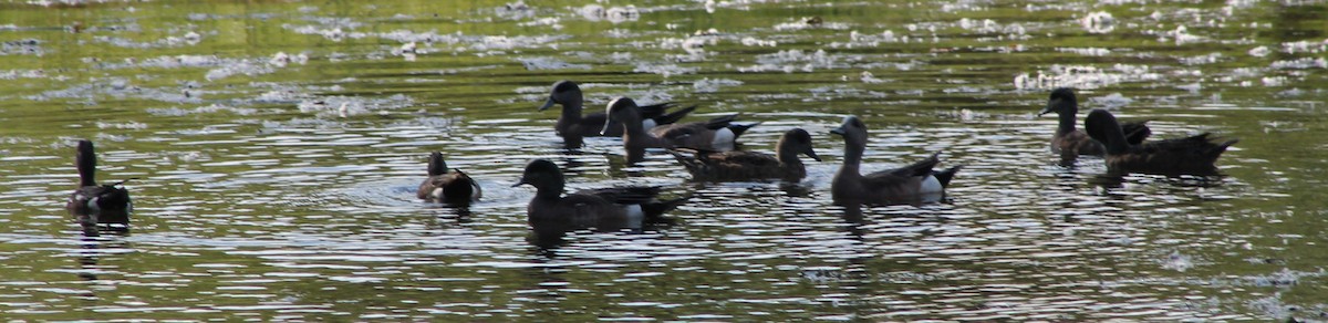 Canard d'Amérique - ML620620761