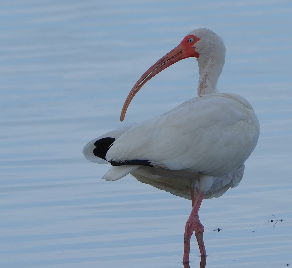 White Ibis - Dave Bowman