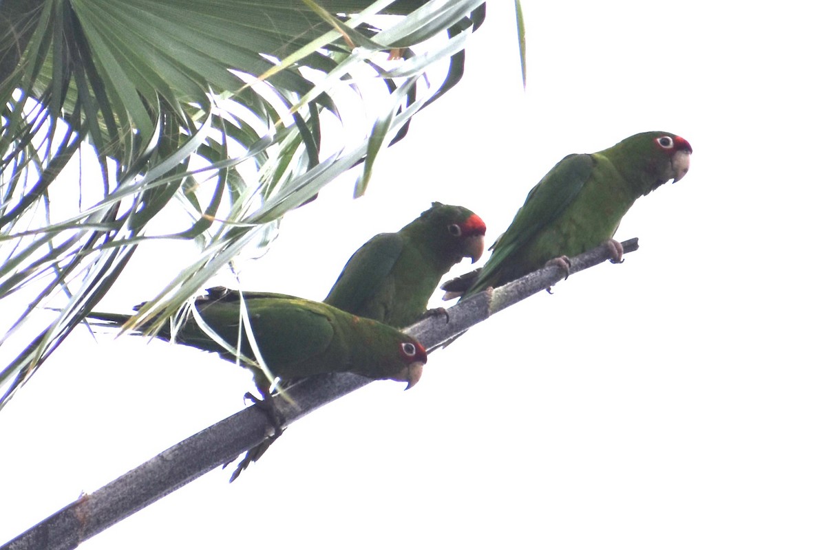 Conure mitrée - ML620620764