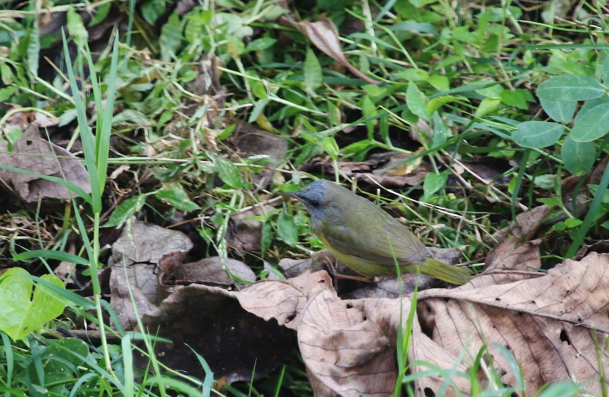 Mourning Warbler - Luis Carlos García Mejía