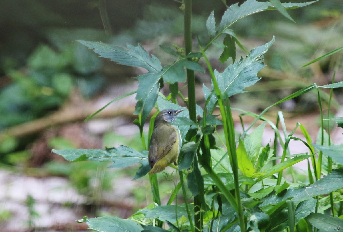 Mourning Warbler - ML620620767