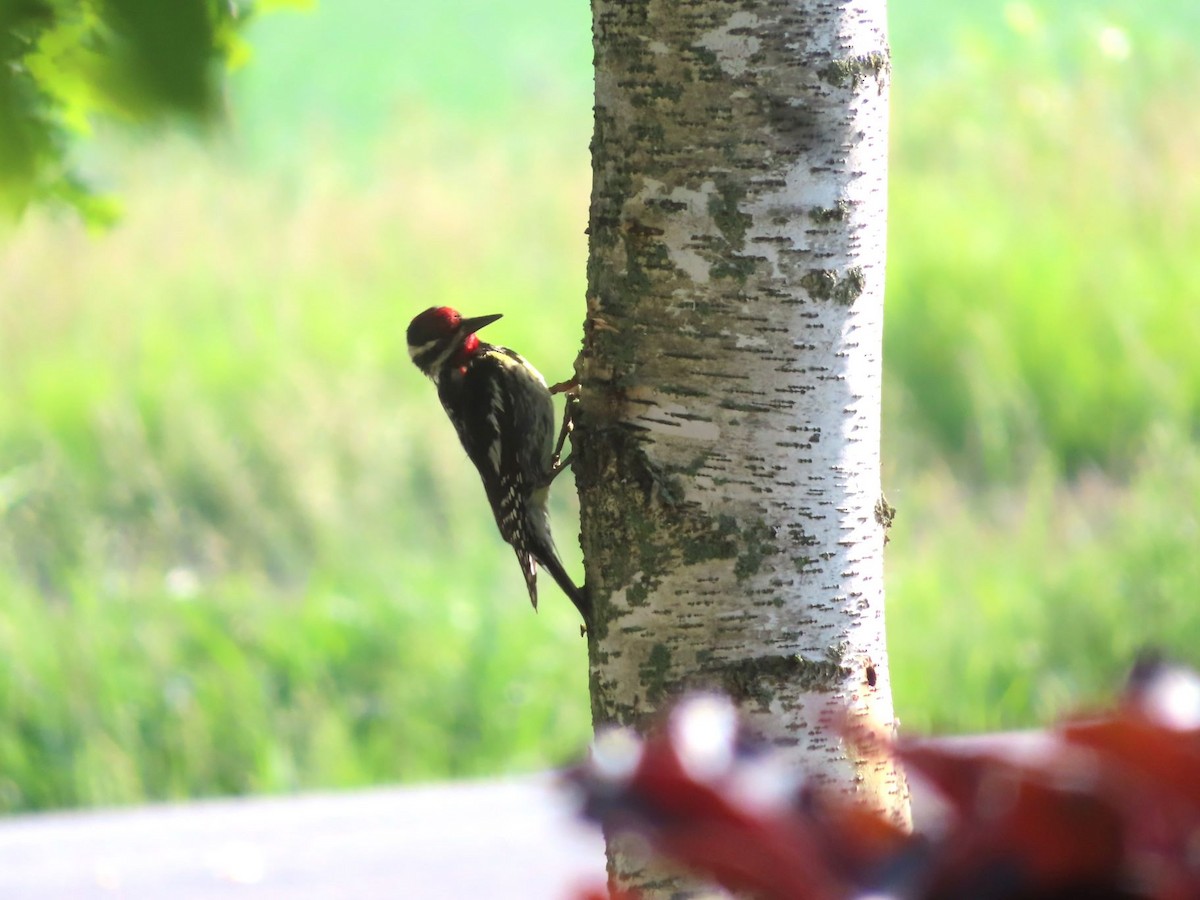 Yellow-bellied Sapsucker - ML620620768