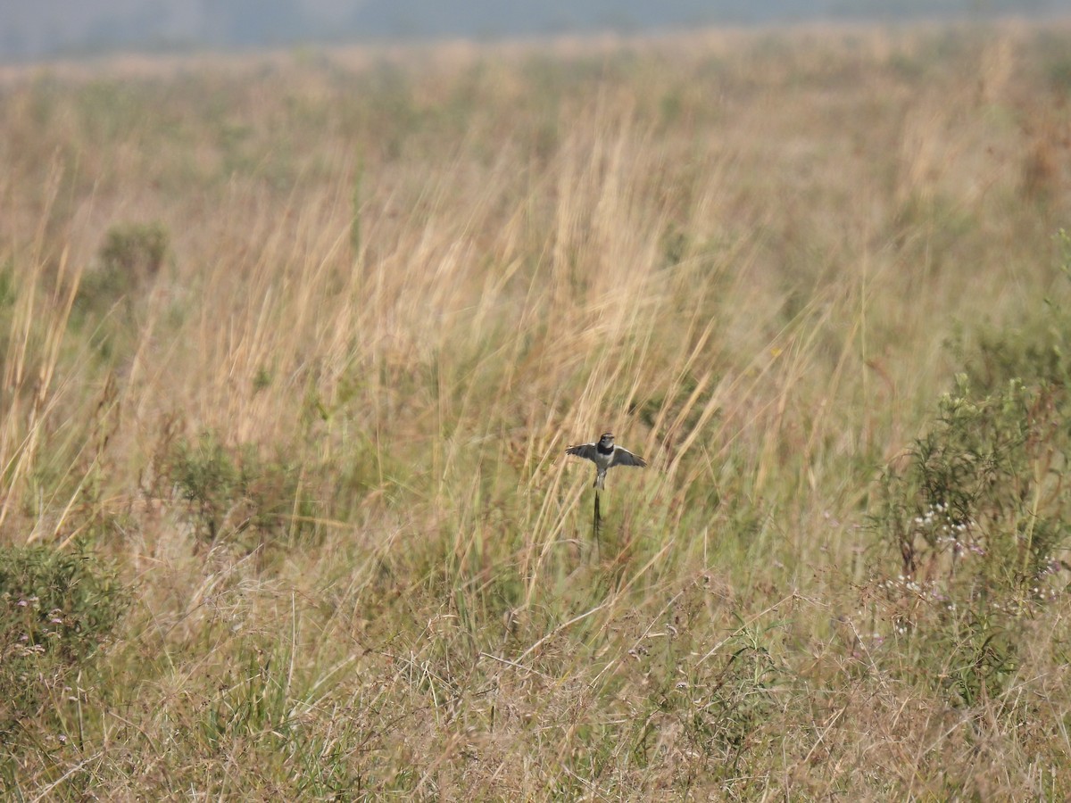 Strange-tailed Tyrant - ML620620771