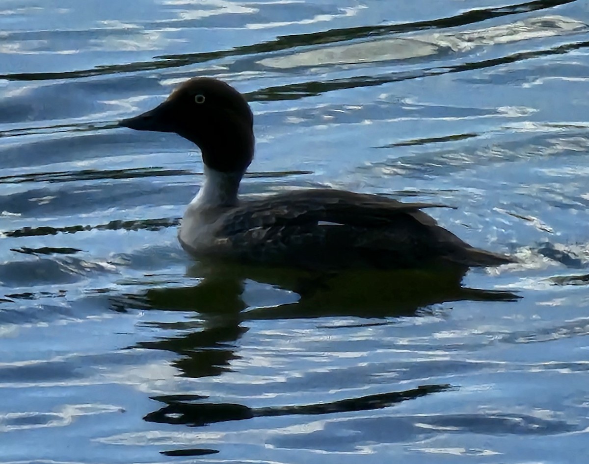 Common Goldeneye - ML620620772