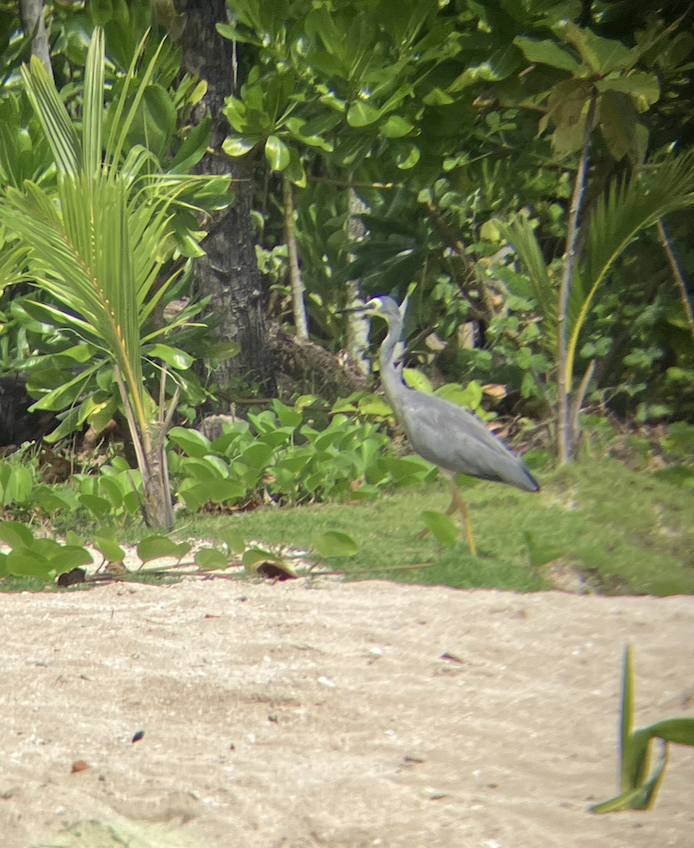 White-faced Heron - ML620620776