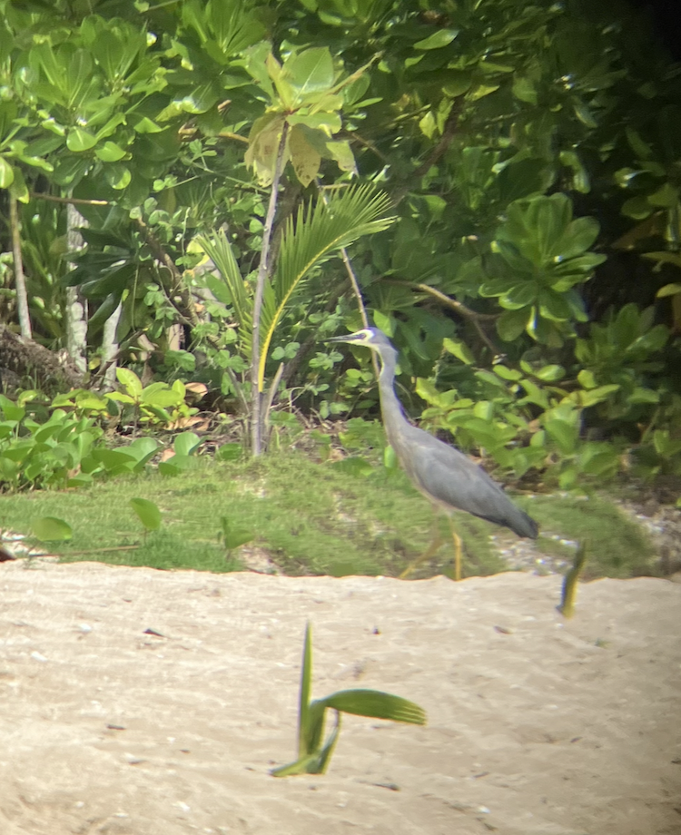 White-faced Heron - ML620620777