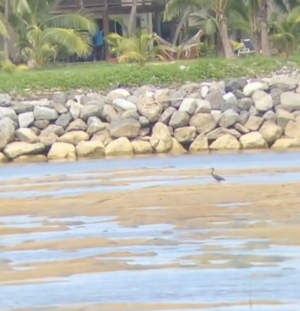 White-faced Heron - Luciana L.