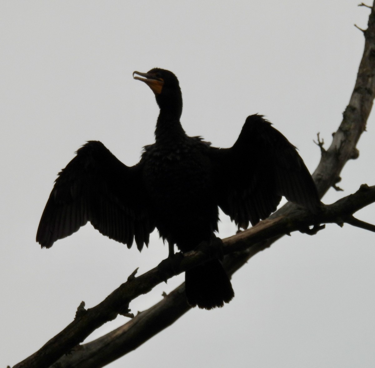 Cormoran à aigrettes - ML620620784