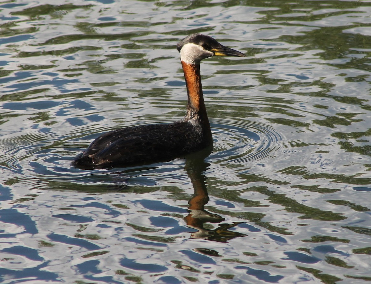 Red-necked Grebe - ML620620786