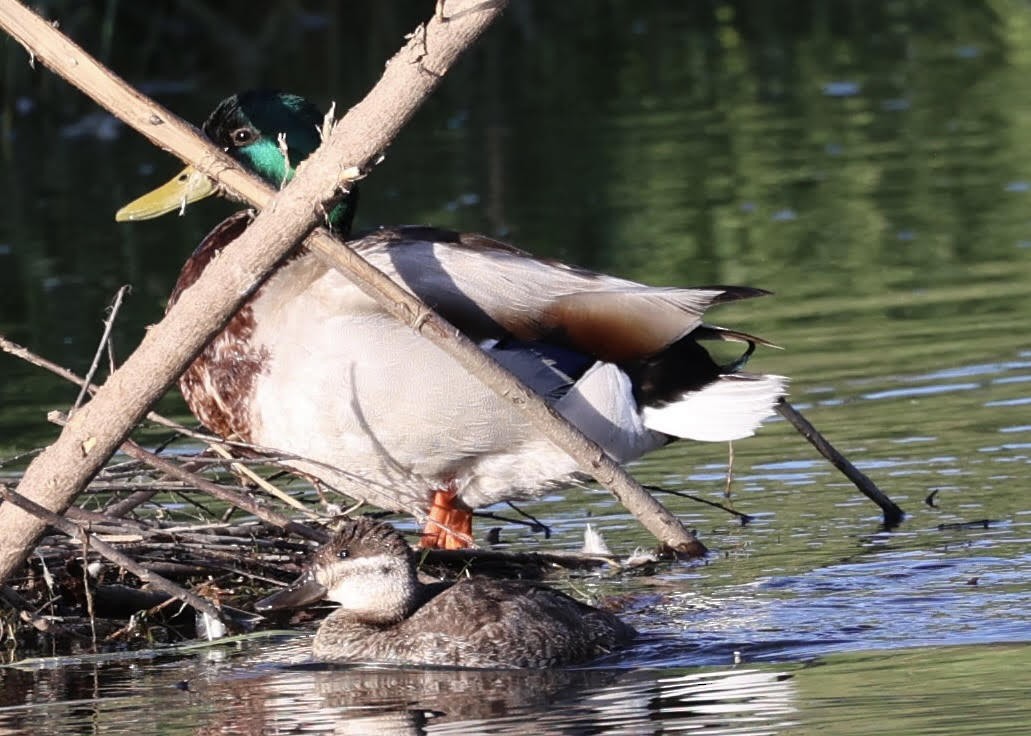 Ruddy Duck - ML620620787