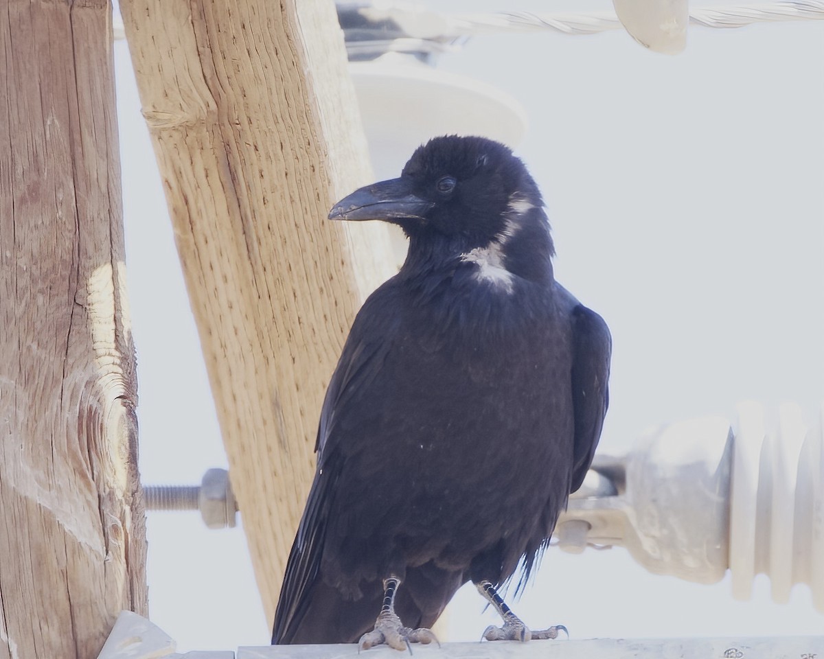 Chihuahuan Raven - ML620620791