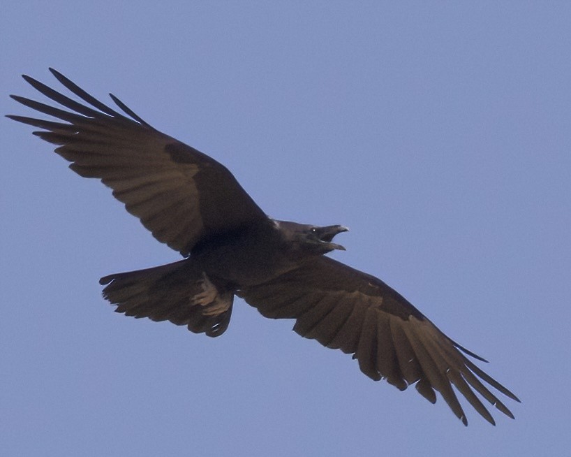 Chihuahuan Raven - ML620620792