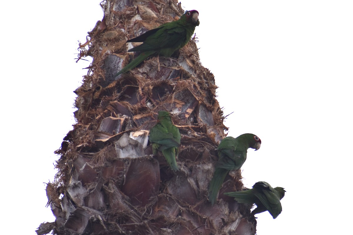 Conure mitrée - ML620620794