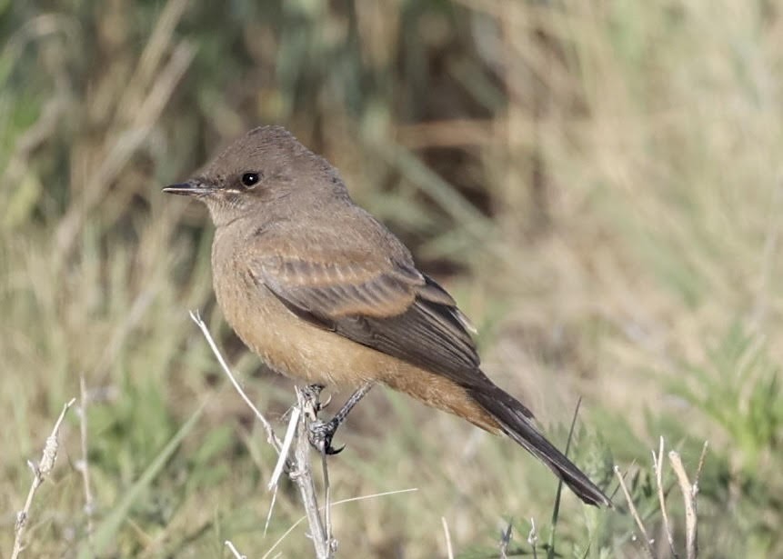 Say's Phoebe - ML620620795