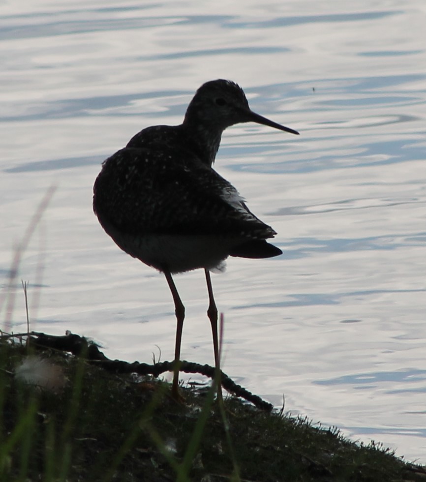 Lesser Yellowlegs - ML620620796