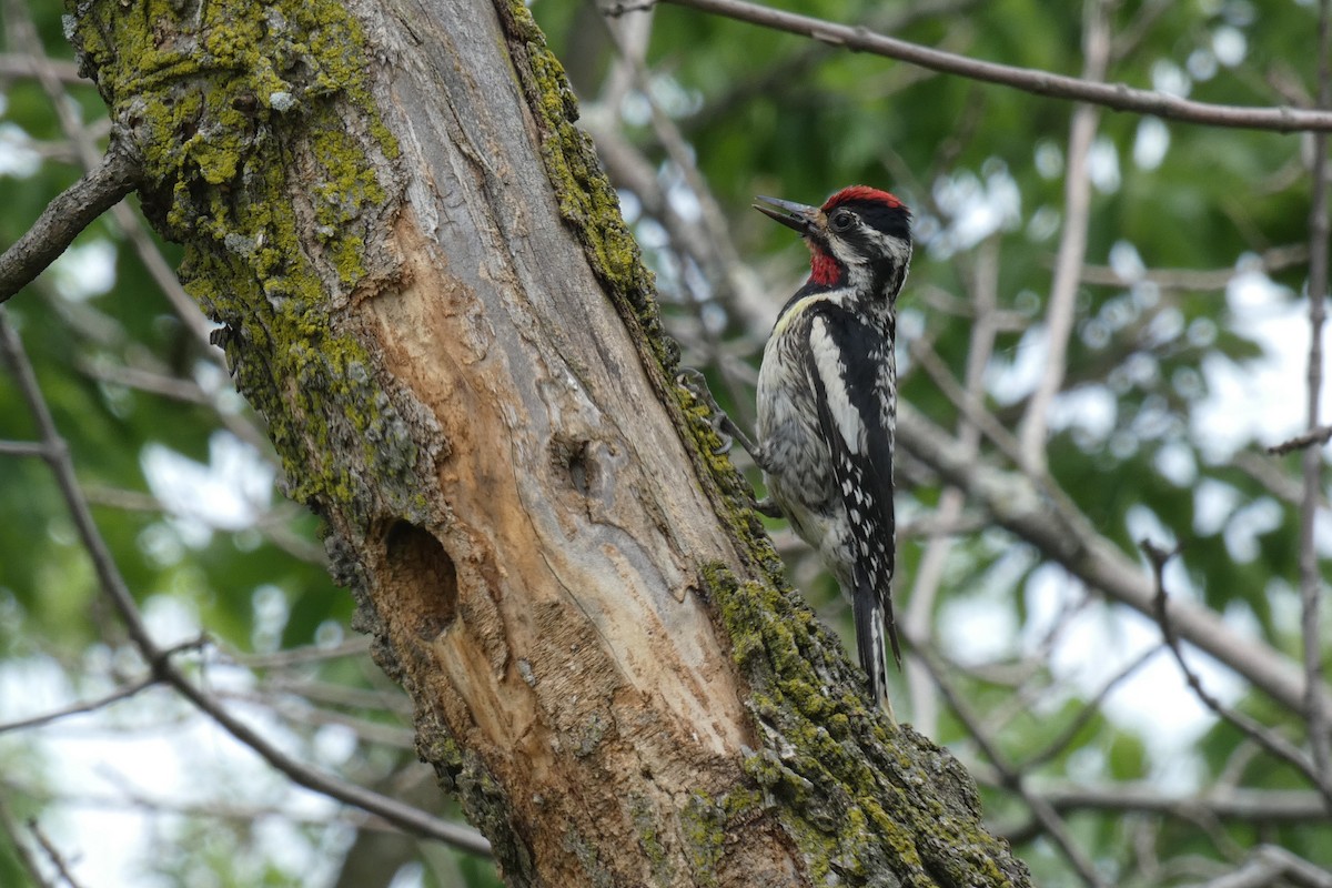 Yellow-bellied Sapsucker - ML620620798