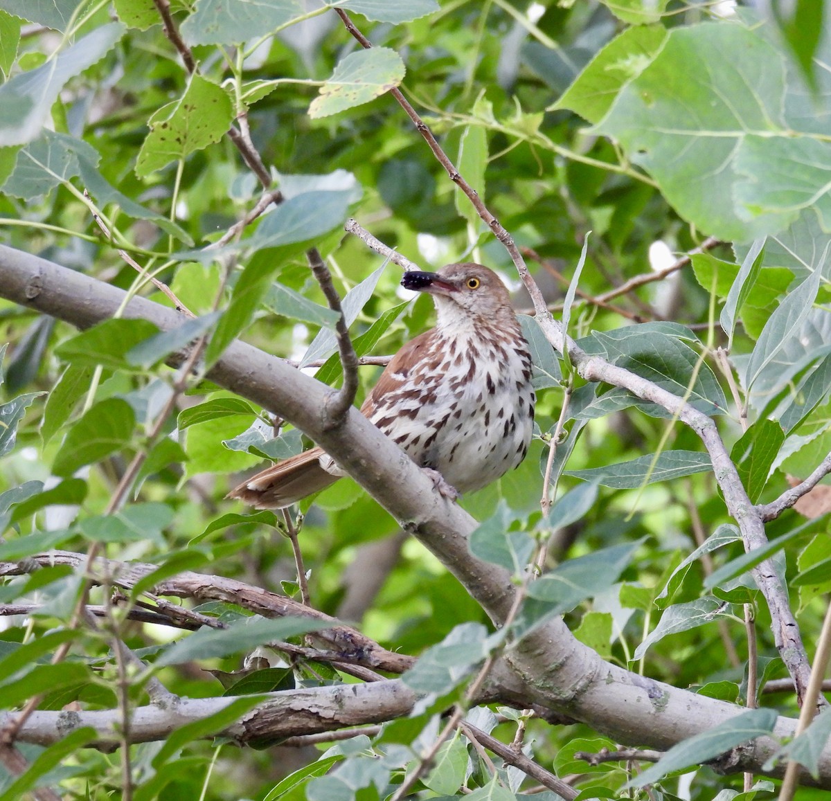 Brown Thrasher - ML620620801