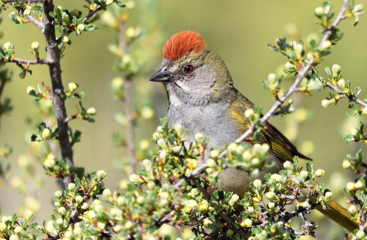 Green-tailed Towhee - ML620620802