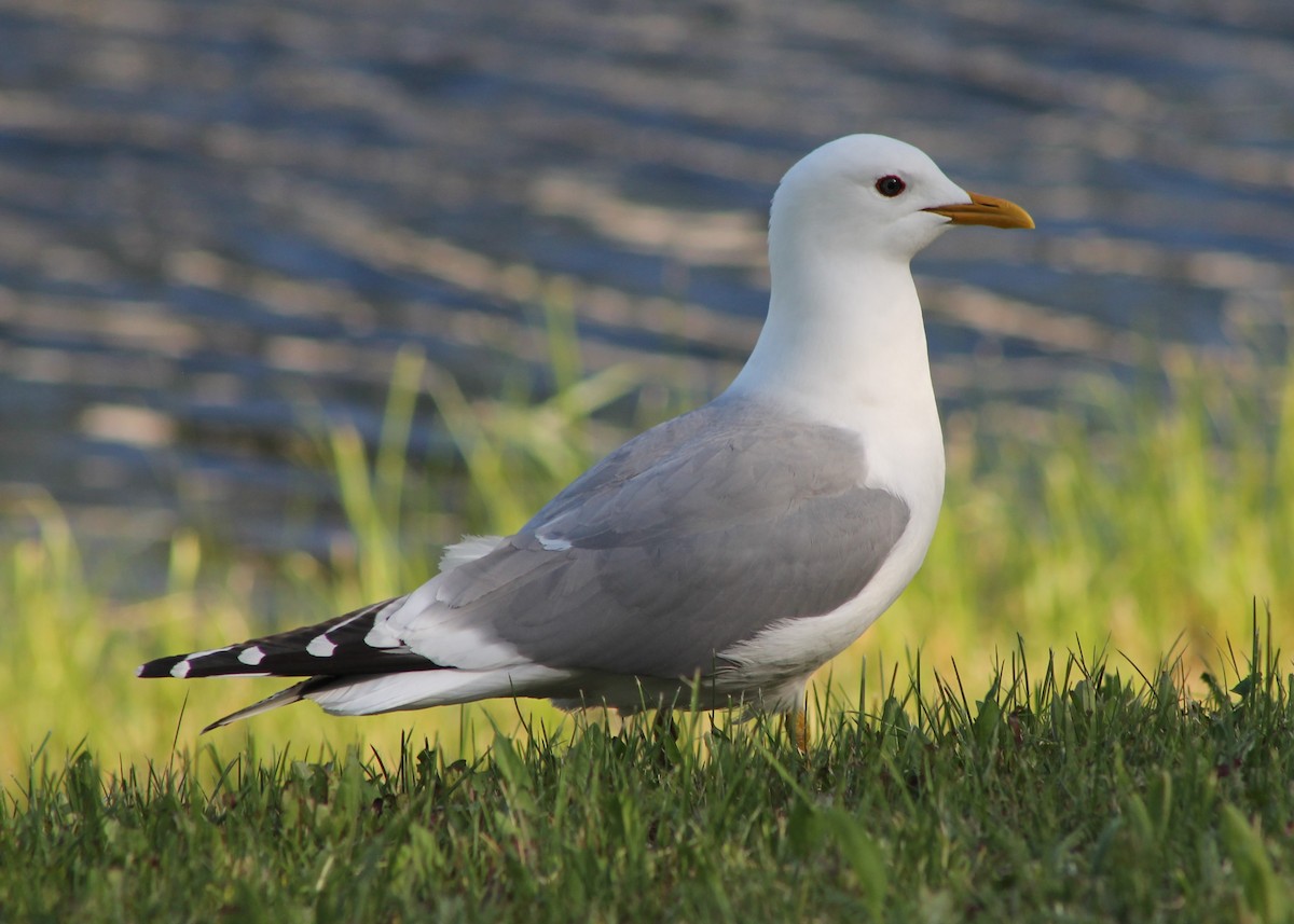 Short-billed Gull - ML620620805