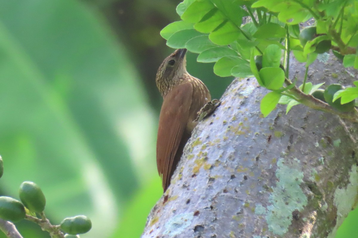 Cocoa Woodcreeper - ML620620806