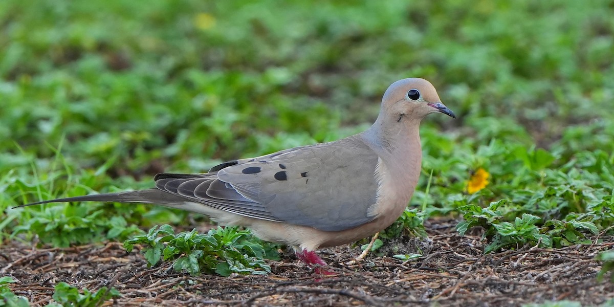 Mourning Dove - ML620620809