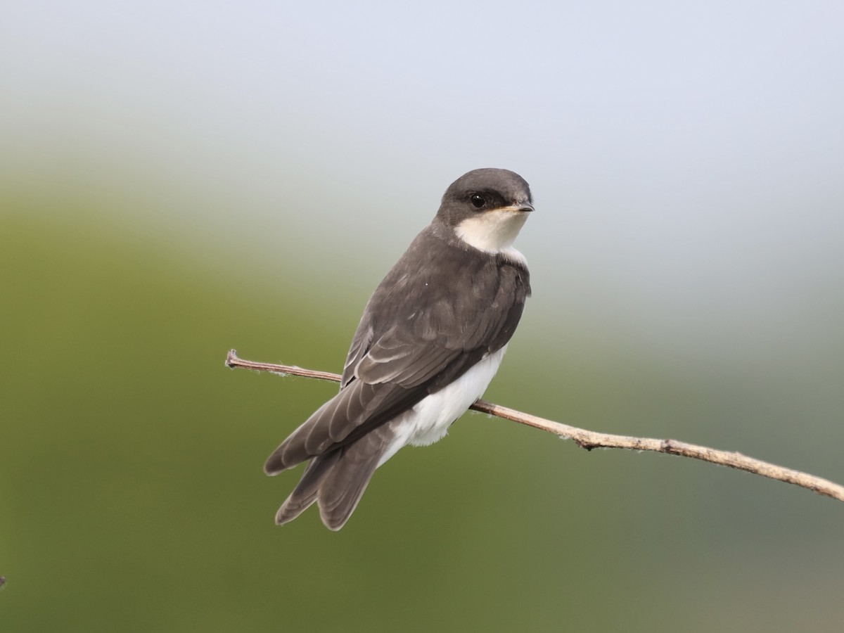 Golondrina Bicolor - ML620620812